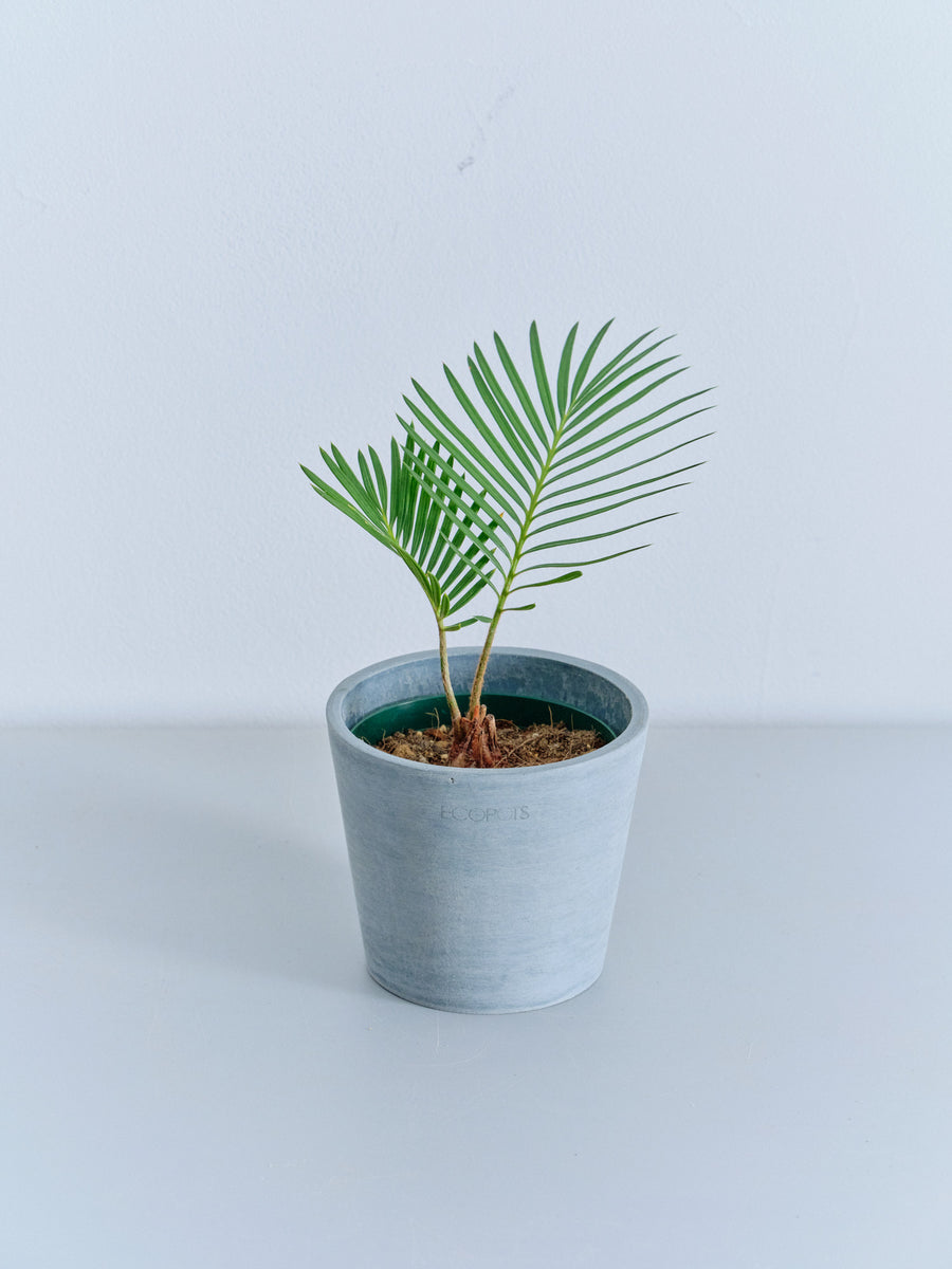 ソテツ | 観葉植物の通販 AND PLANTS (アンドプランツ)
