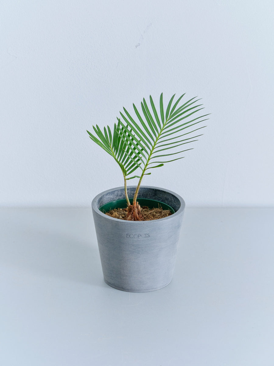 ソテツ | 観葉植物の通販 AND PLANTS (アンドプランツ)
