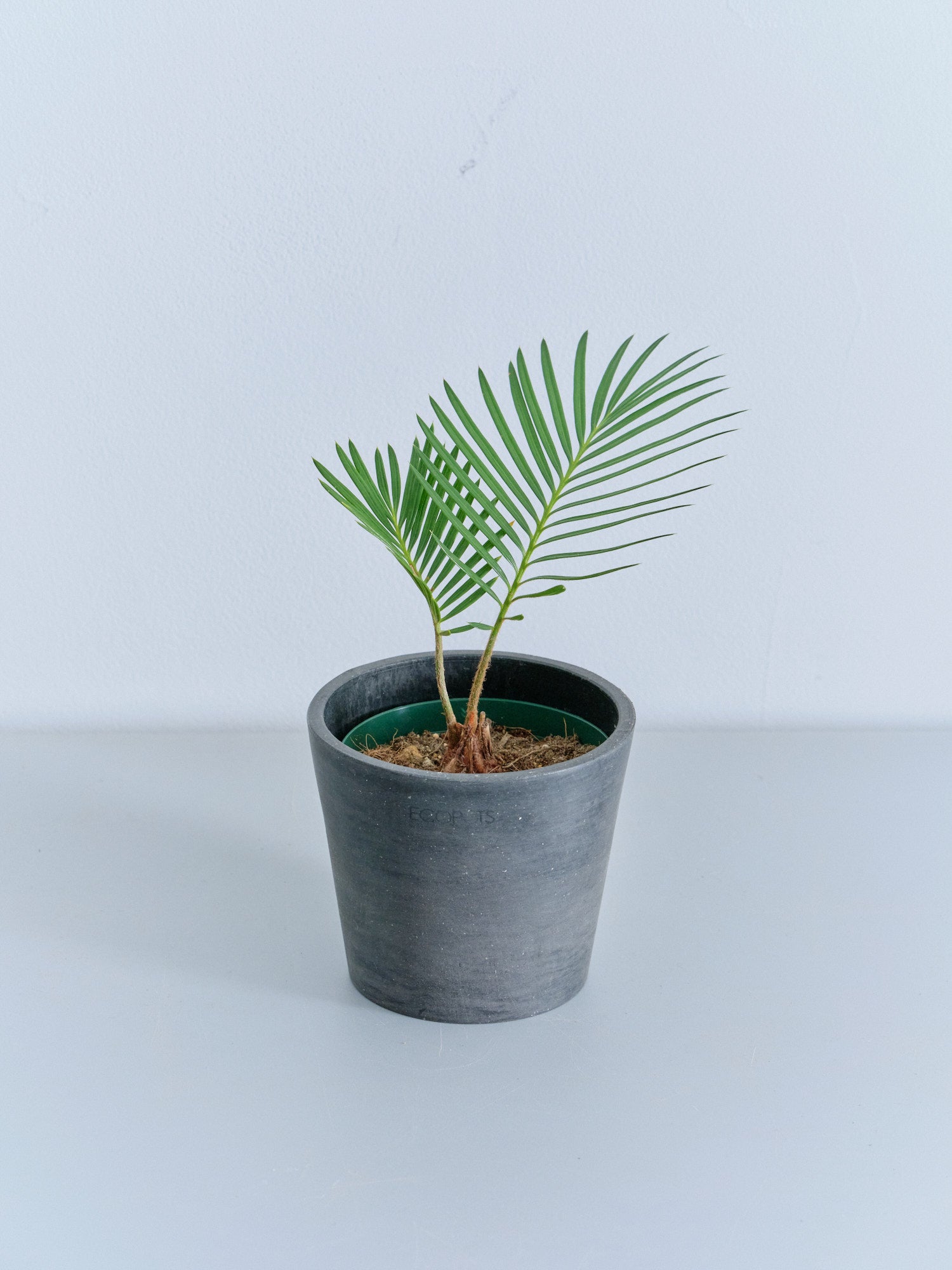 ソテツ Table-S | 観葉植物の通販 AND PLANTS (アンドプランツ)