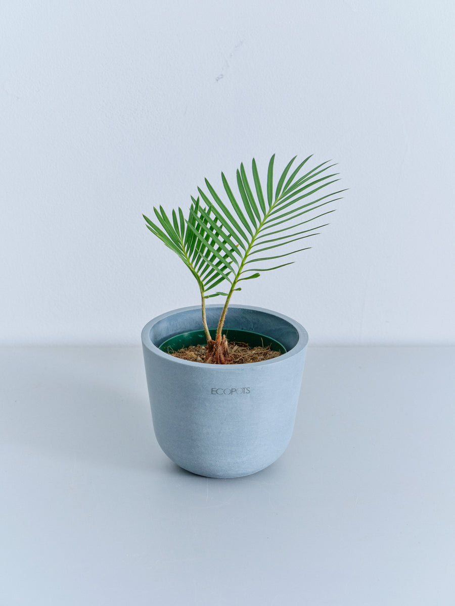 ソテツ 青い鉢 植物 約60cm　No.5 ソテツ | 観葉植物の通販 AND PLANTS (アンドプランツ)