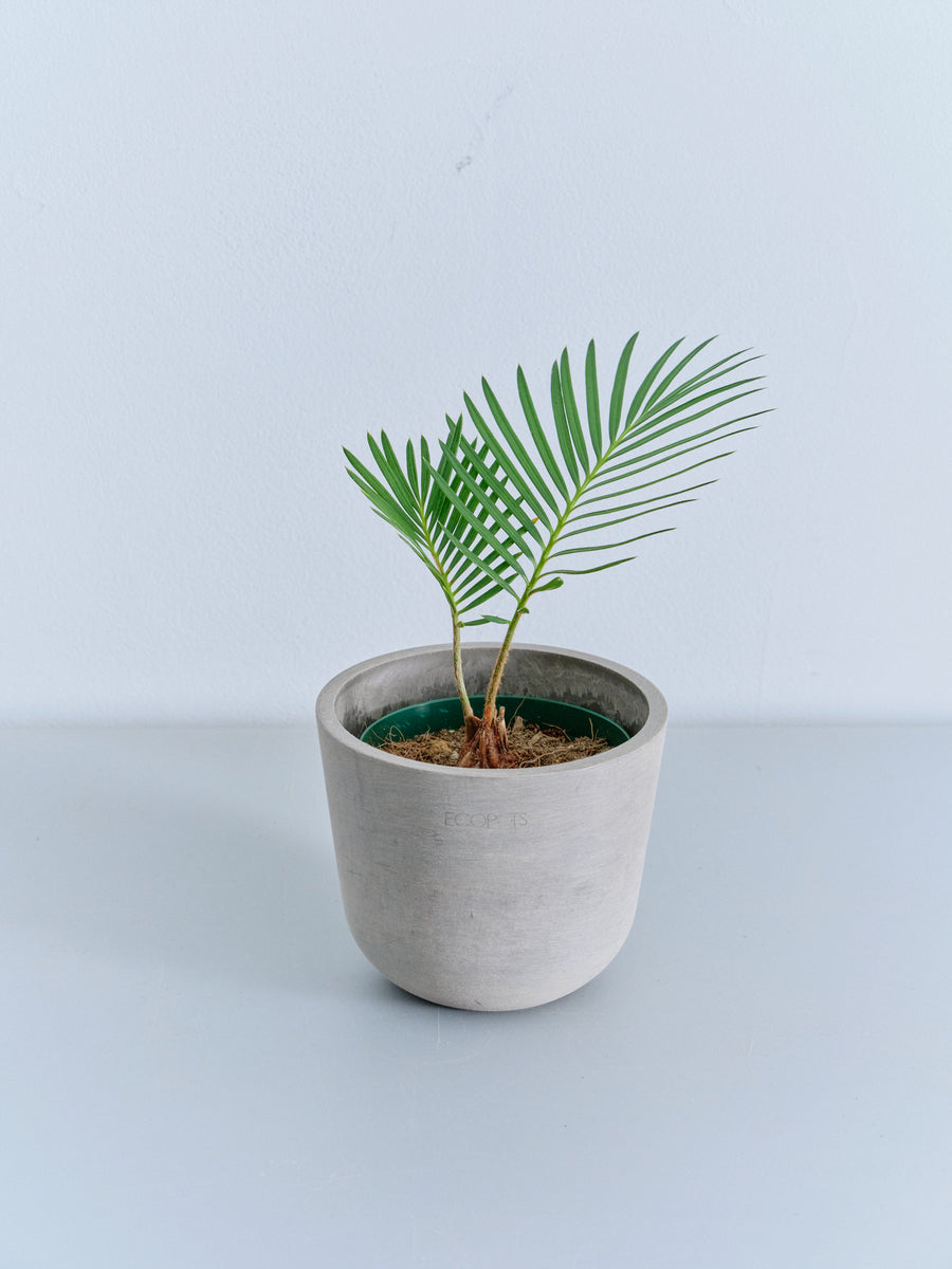 ソテツ | 観葉植物の通販 AND PLANTS (アンドプランツ)