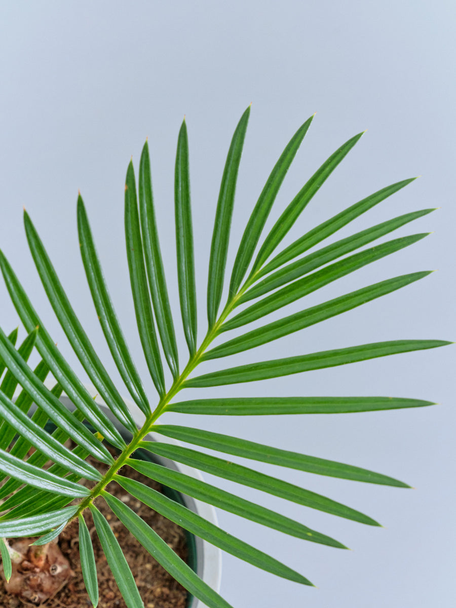 ソテツ | 観葉植物の通販 AND PLANTS (アンドプランツ)
