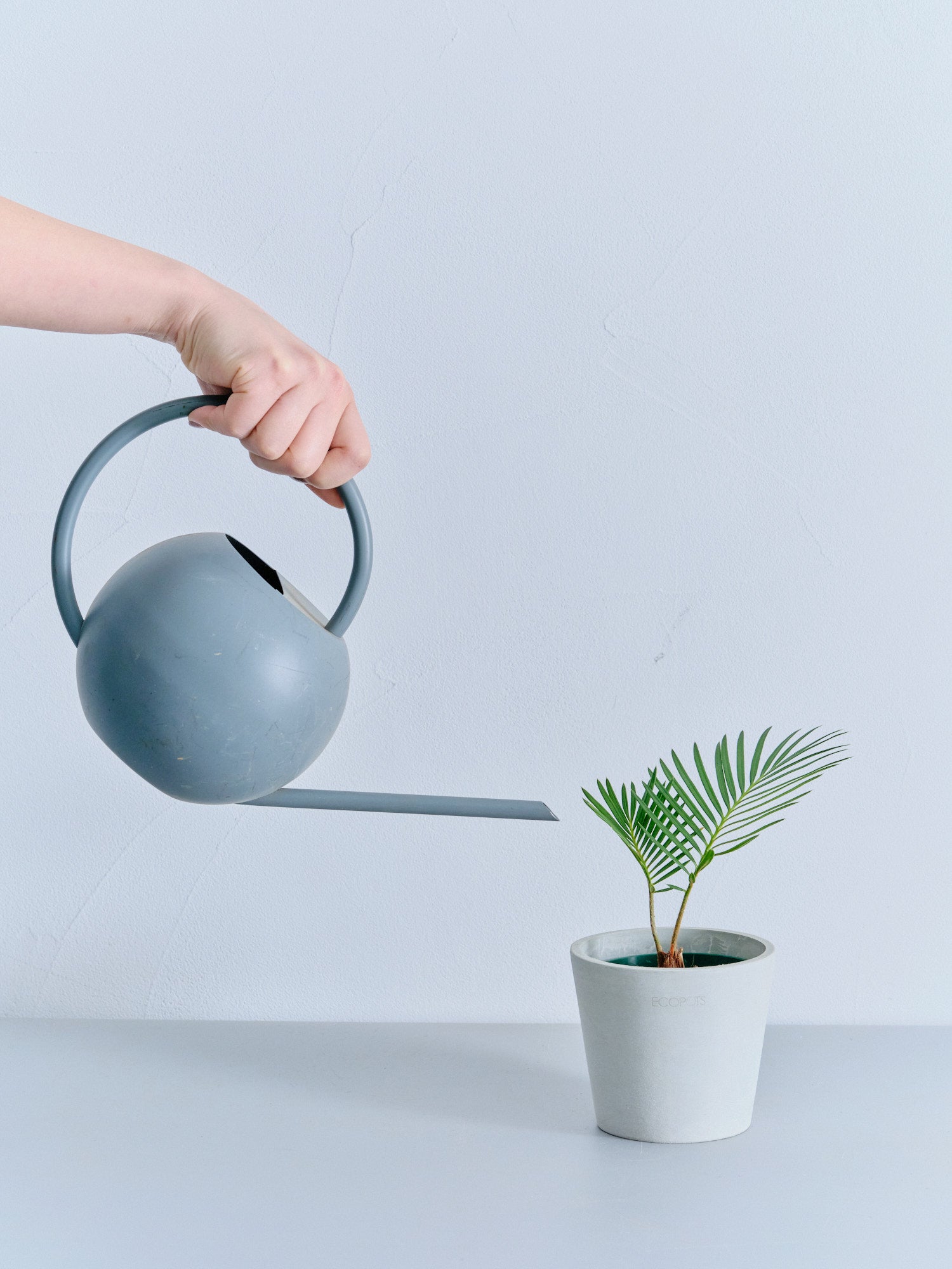 ソテツ Table-S | 観葉植物の通販 AND PLANTS (アンドプランツ)