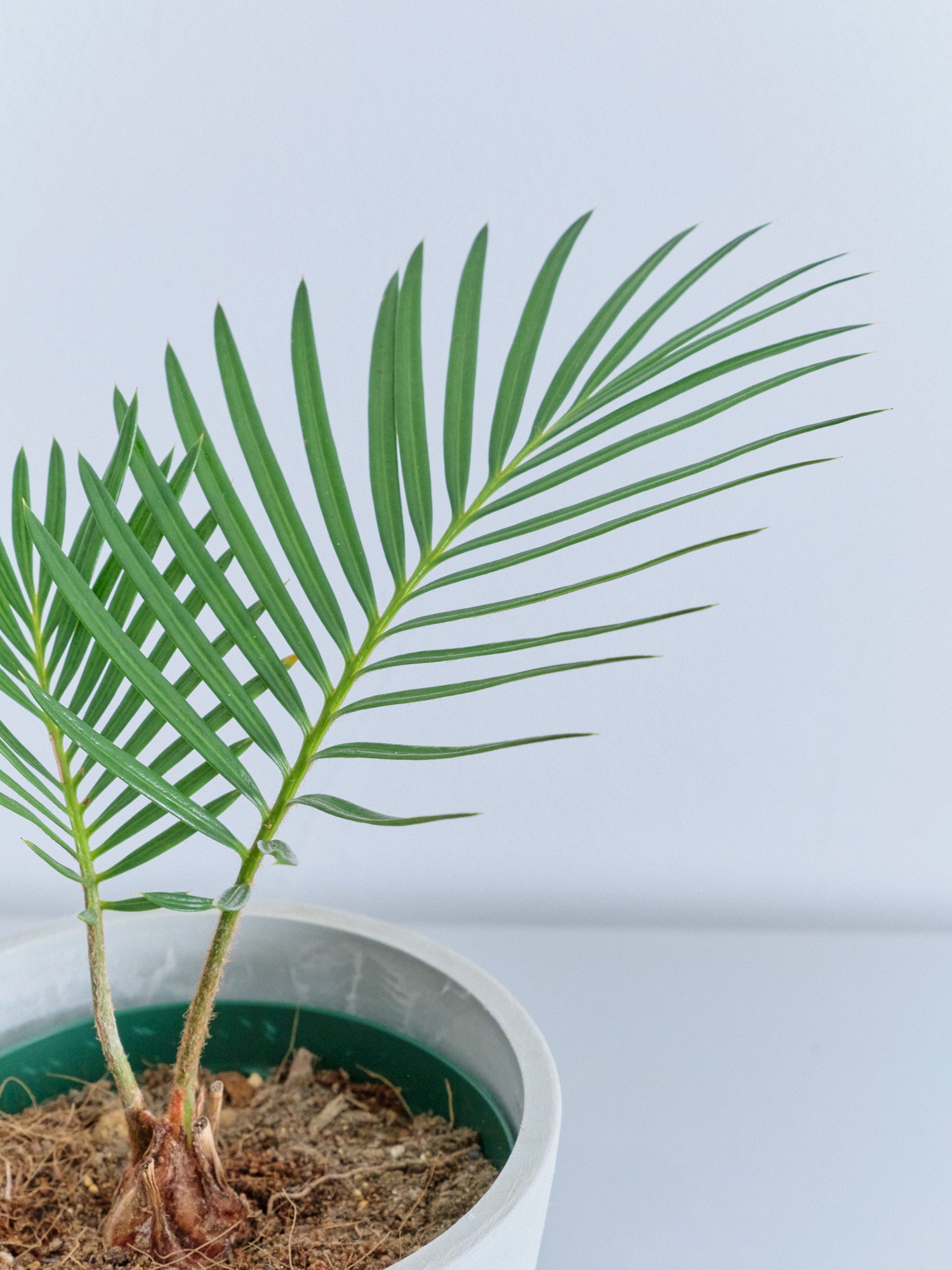 ソテツ Table-S | 観葉植物の通販 AND PLANTS (アンドプランツ)