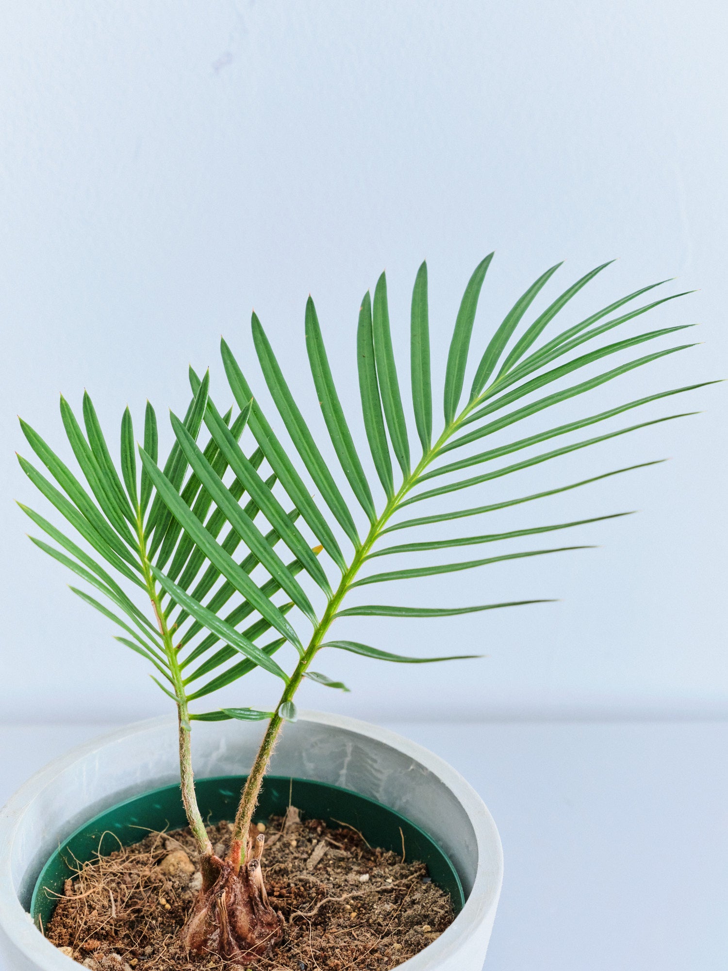 ソテツ Table-S | 観葉植物の通販 AND PLANTS (アンドプランツ)