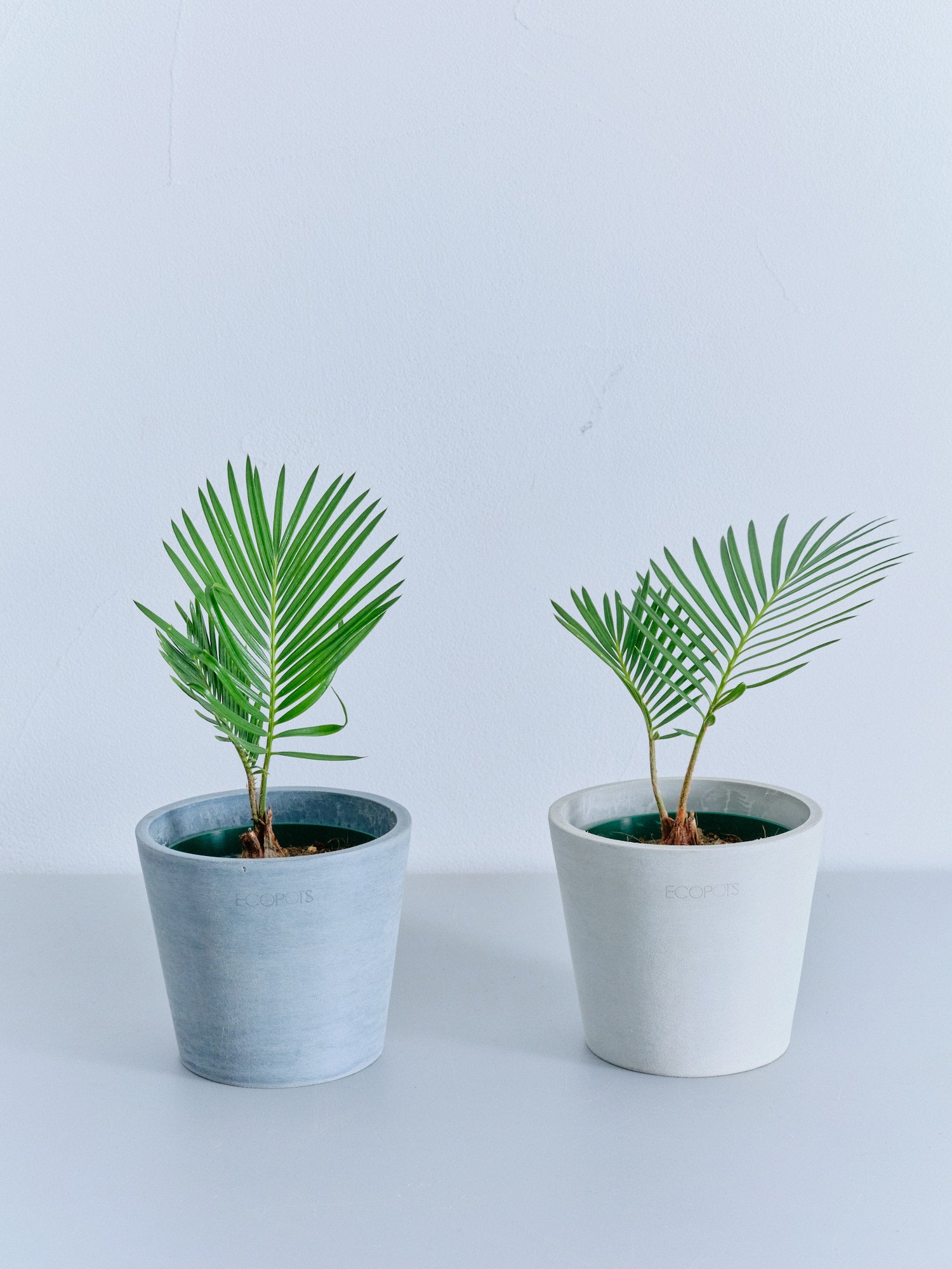 ソテツ Table-S | 観葉植物の通販 AND PLANTS (アンドプランツ)