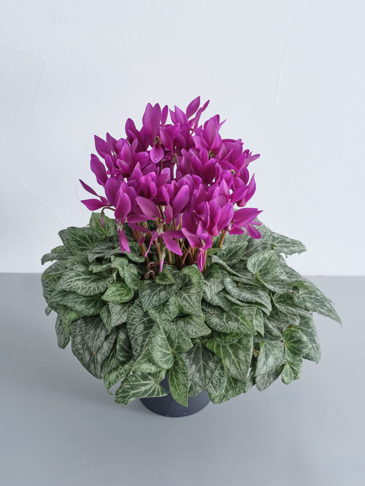 【一点もの】シクラメン -江戸ノ青- S