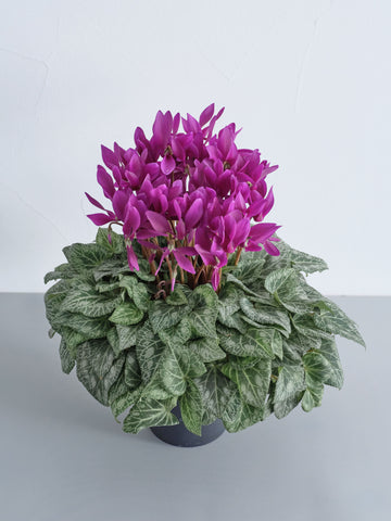 【一点もの】シクラメン -江戸ノ青- S