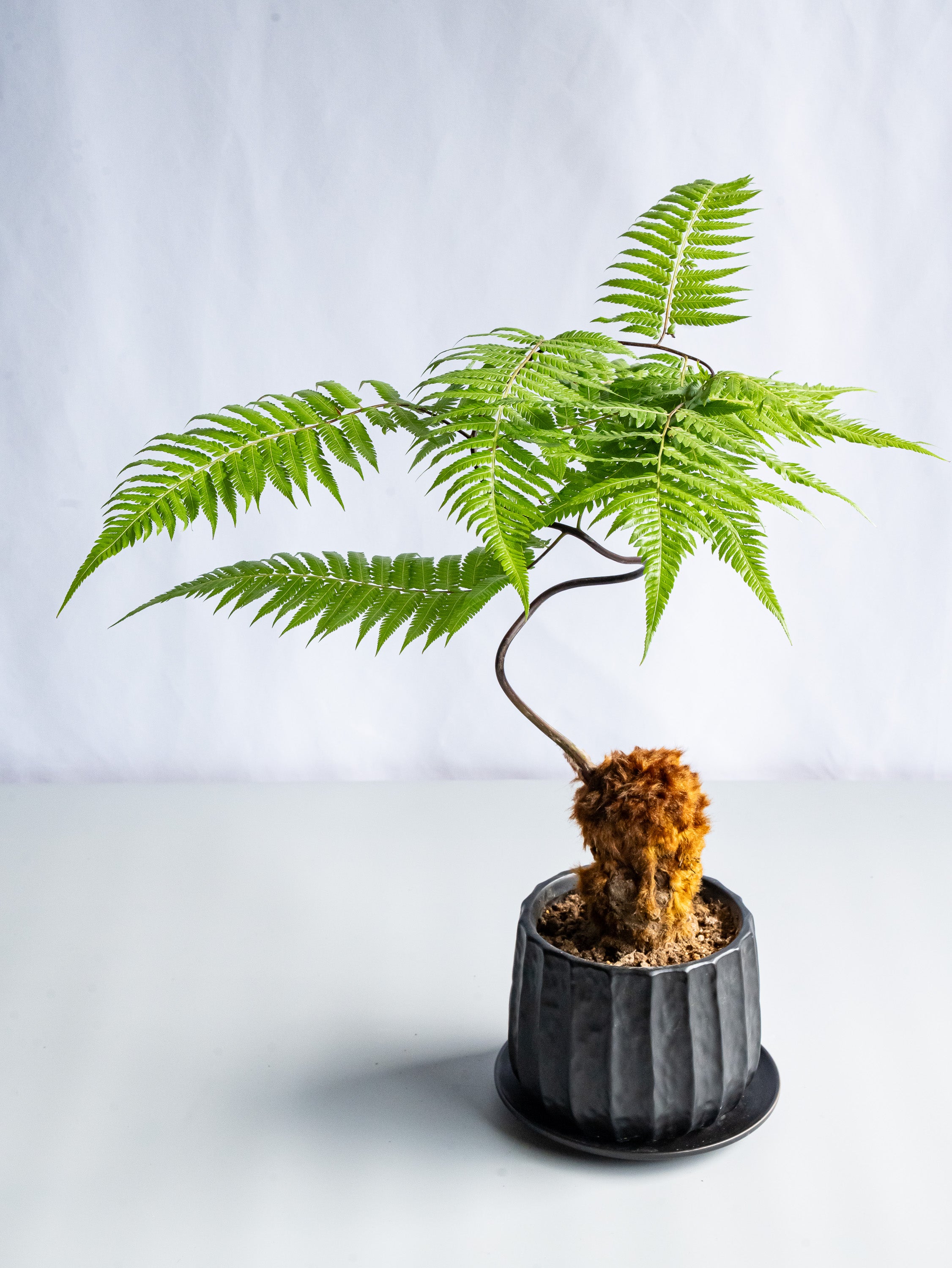 【一点もの】キンモウコウ Table-L #20