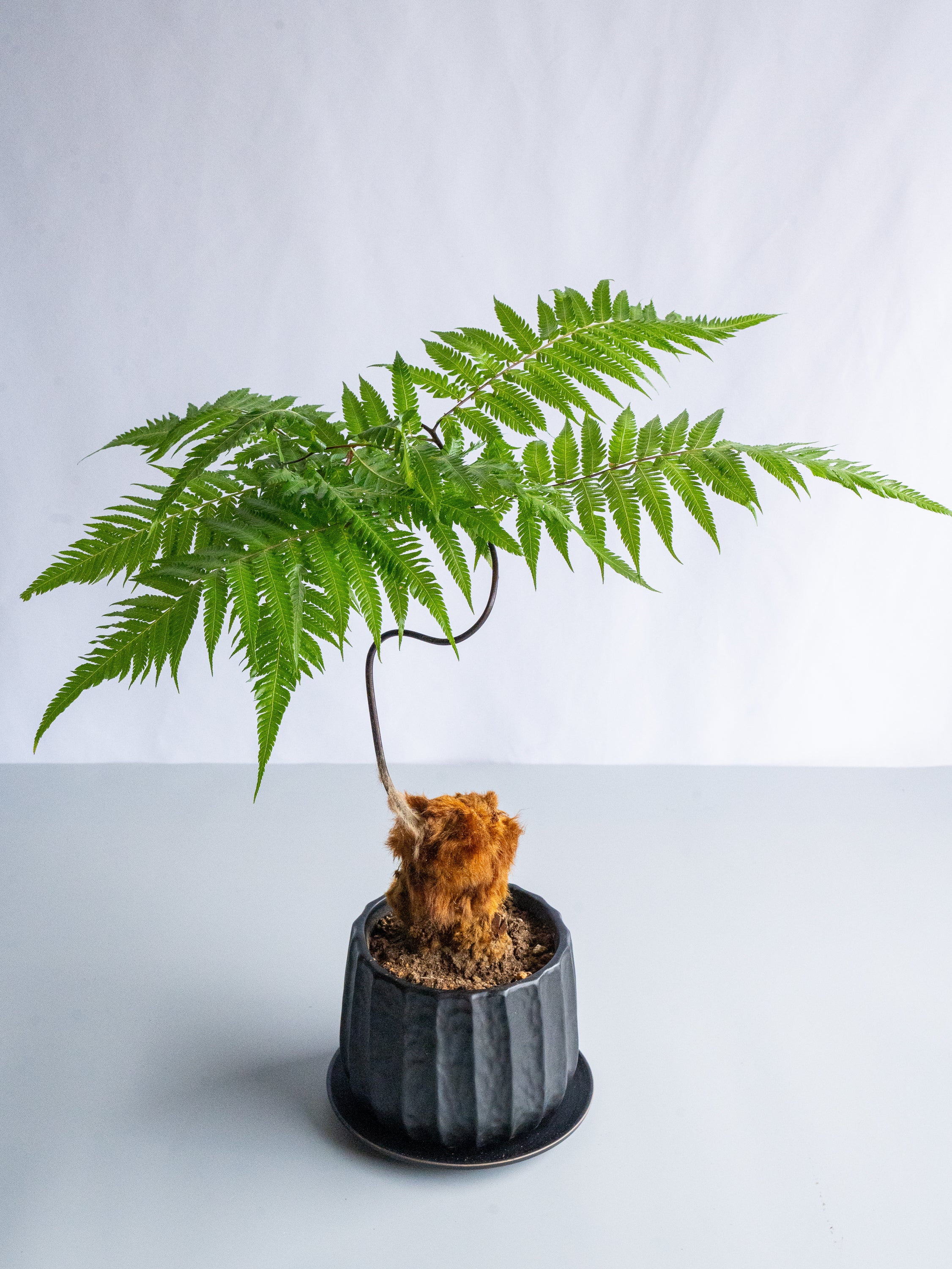 【一点もの】キンモウコウ Table-L #23