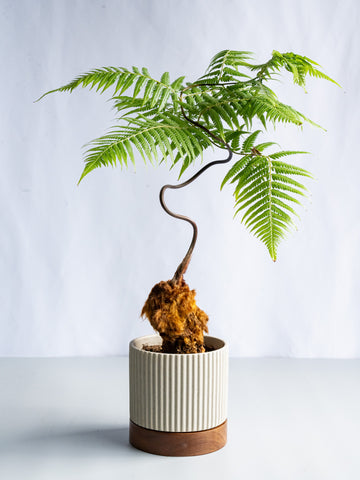 【一点もの】キンモウコウ Table-L #21