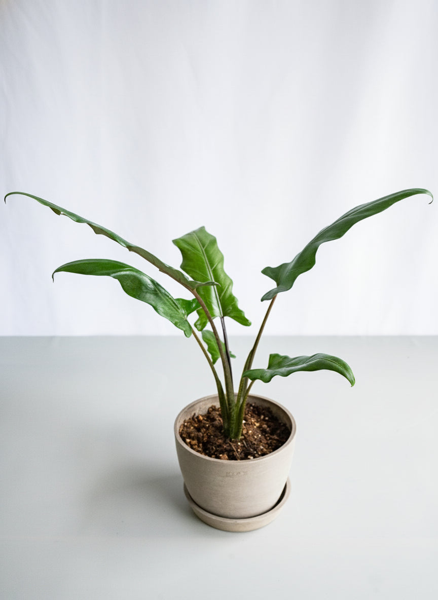 【一点もの】アロカシア・ラウテルバキアナ Table-L #3