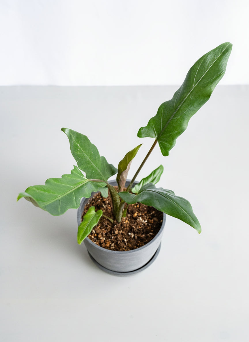 【一点もの】アロカシア・ラウテルバキアナ Table-L #4