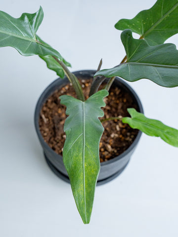 【一点もの】アロカシア・ラウテルバキアナ Table-L #5