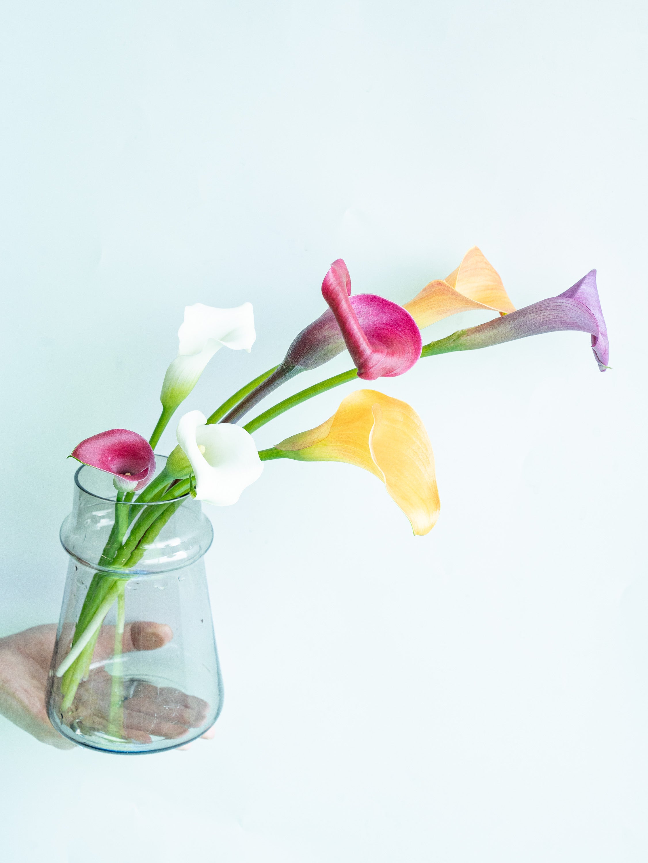 カラー ミックス 7本 - | 観葉植物・お花の通販 AND PLANTS (アンド