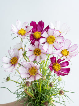 自宅で楽しむ花 - コスモス ピコティ 10本 -