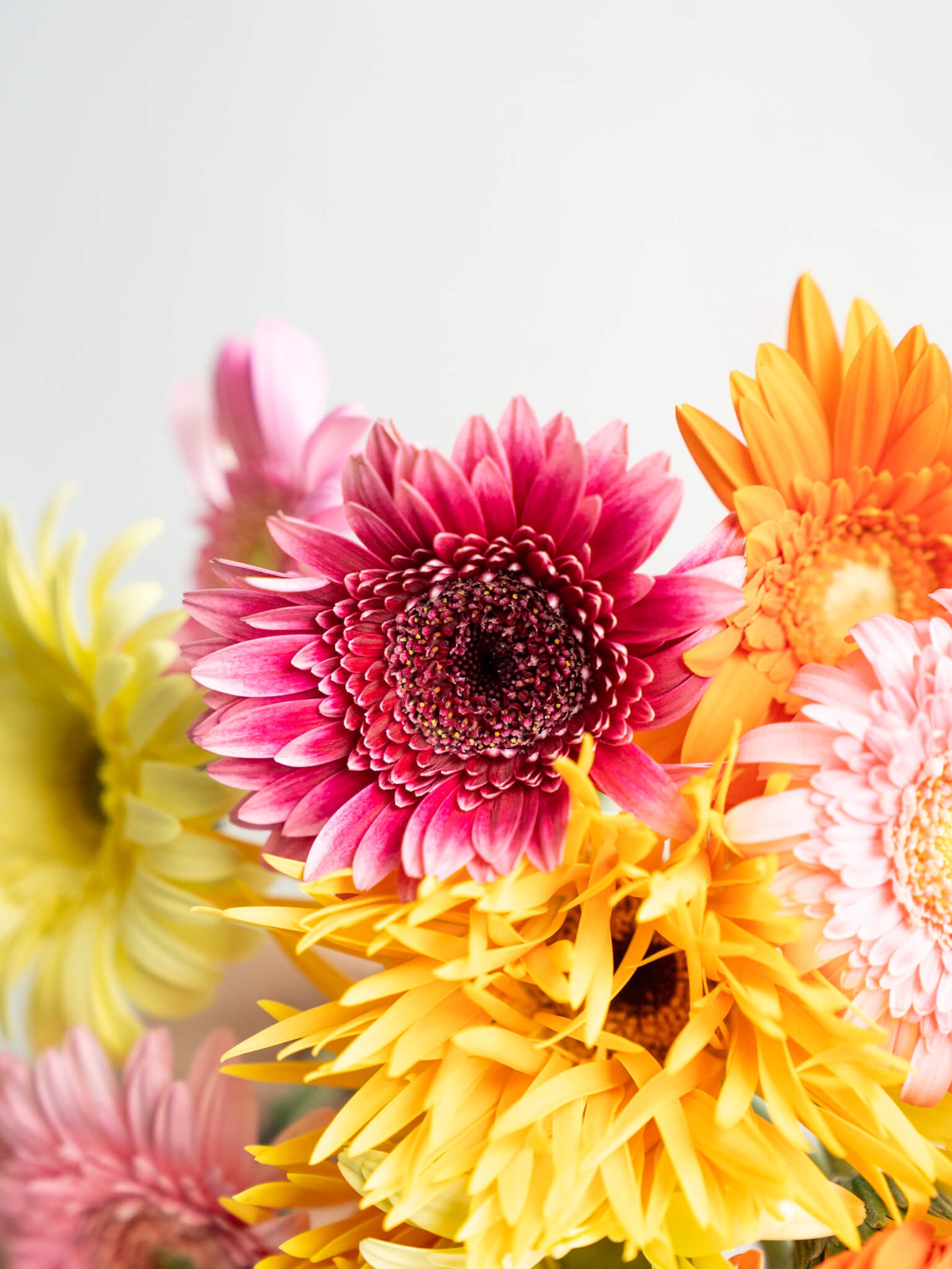 flowerページ OASIS® Midnight Floral Foam Sheet