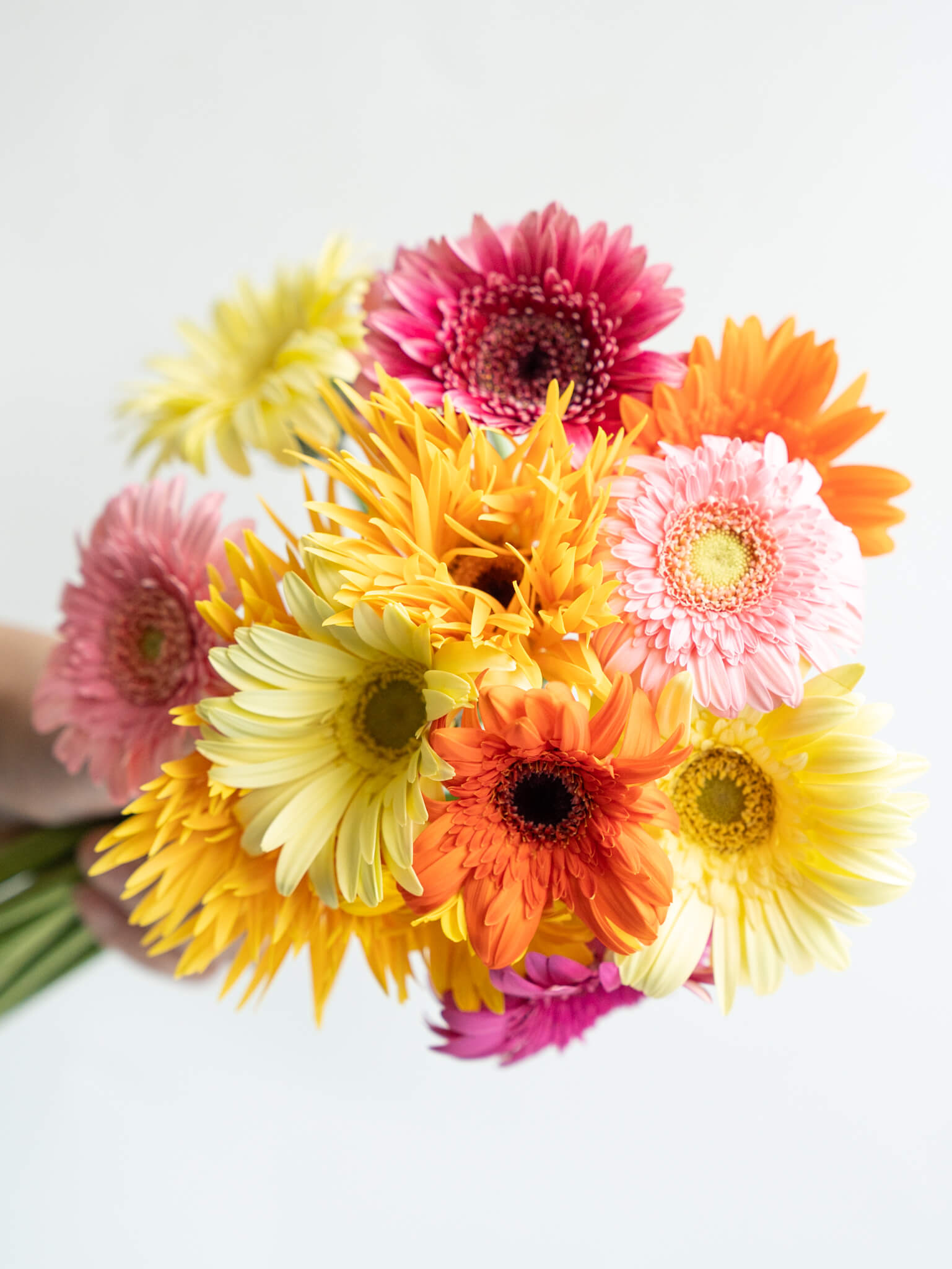 flowerページ OASIS® Midnight Floral Foam Sheet