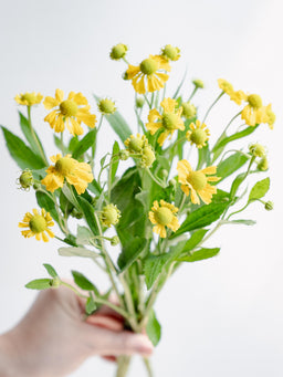 自宅で楽しむ花 - ヘレニウム  イエロー 6本 -