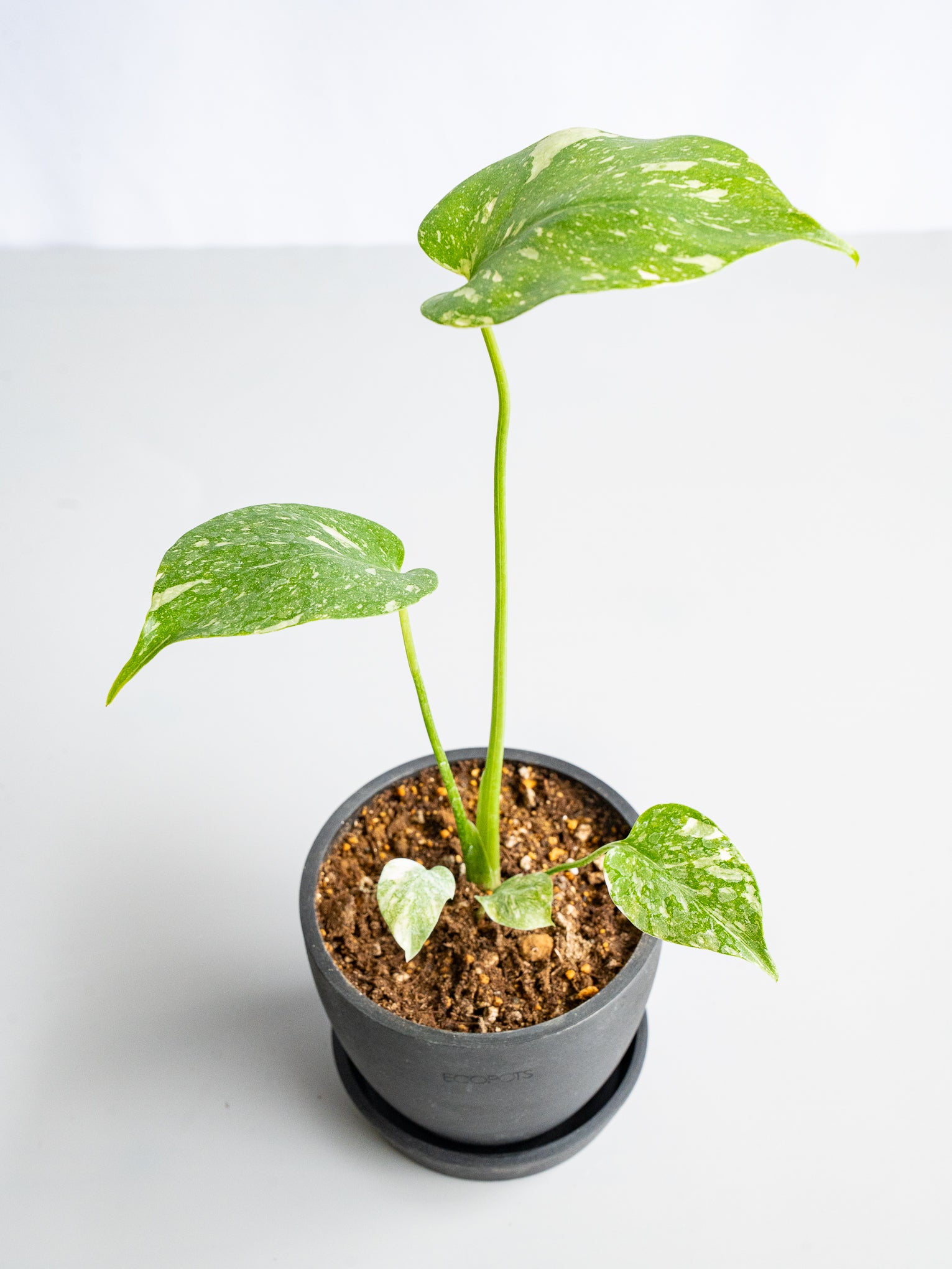 【一点もの】モンステラ・タイコンステレーション Table-S  #3