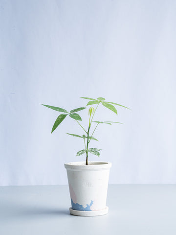 【一点もの】パキラ実生 斑入り Table-S
