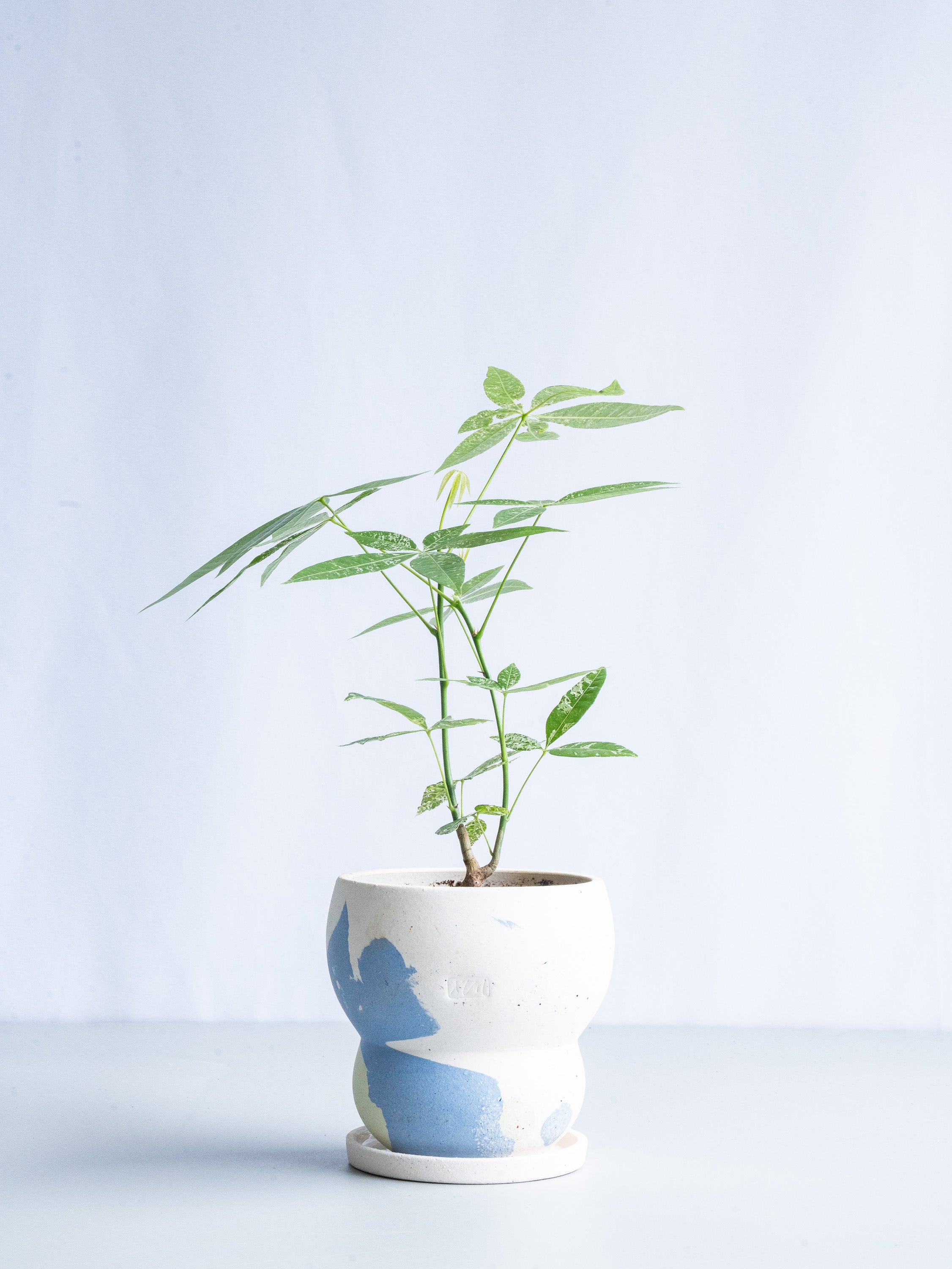 【一点もの】パキラ実生 斑入り Table-M