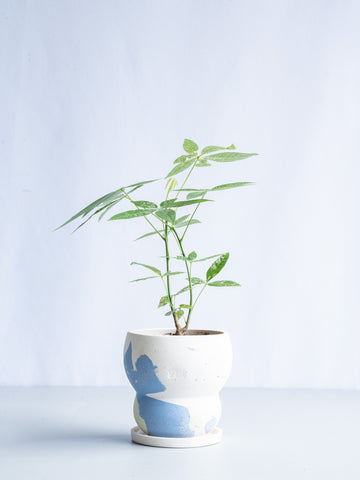 【一点もの】パキラ実生 斑入り Table-M