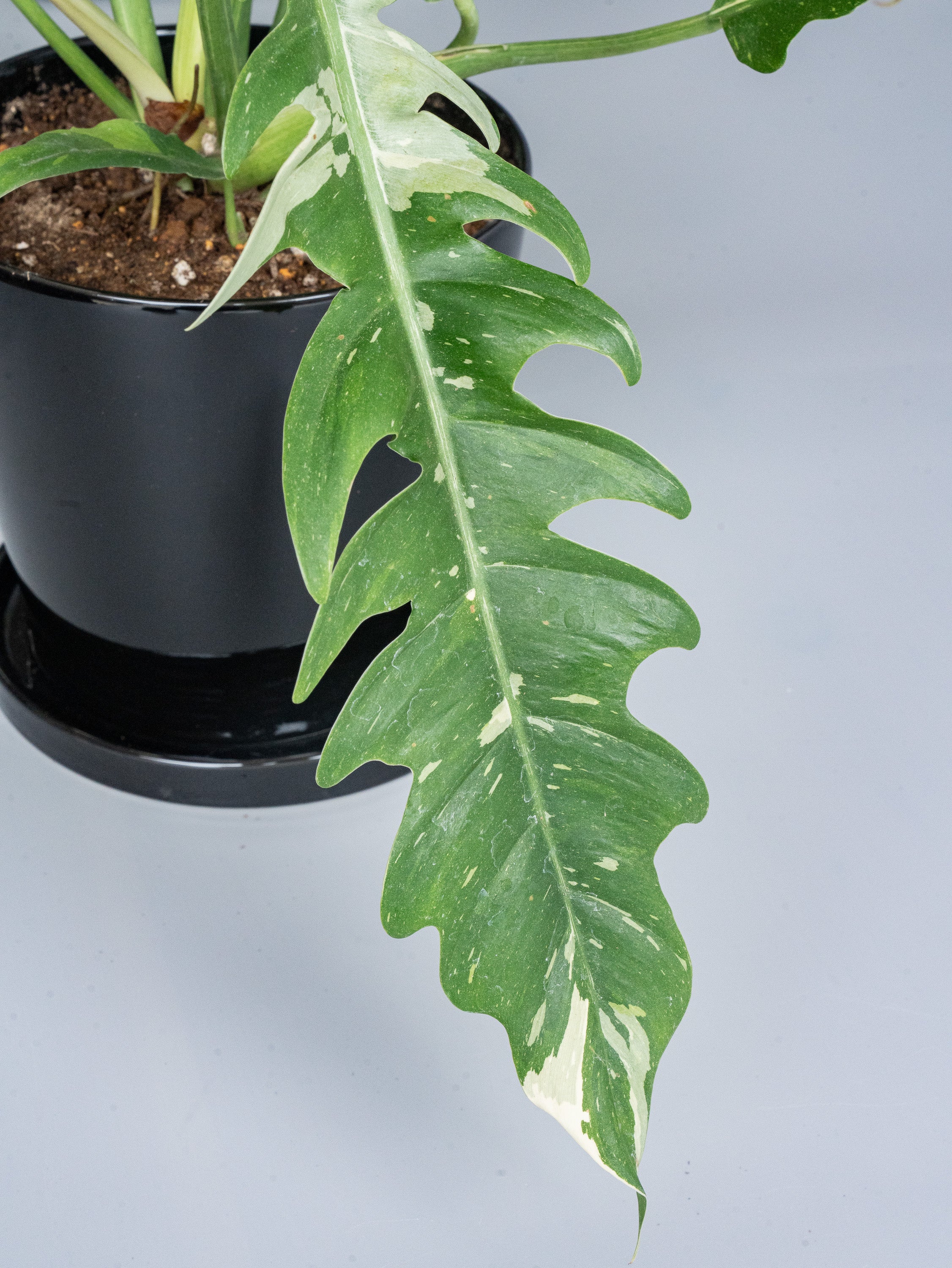 【一点もの】フィロデンドロン・リングオブファイヤー S #2