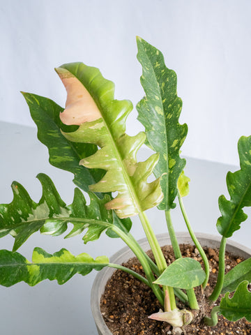 【一点もの】フィロデンドロン・リングオブファイヤー S #8