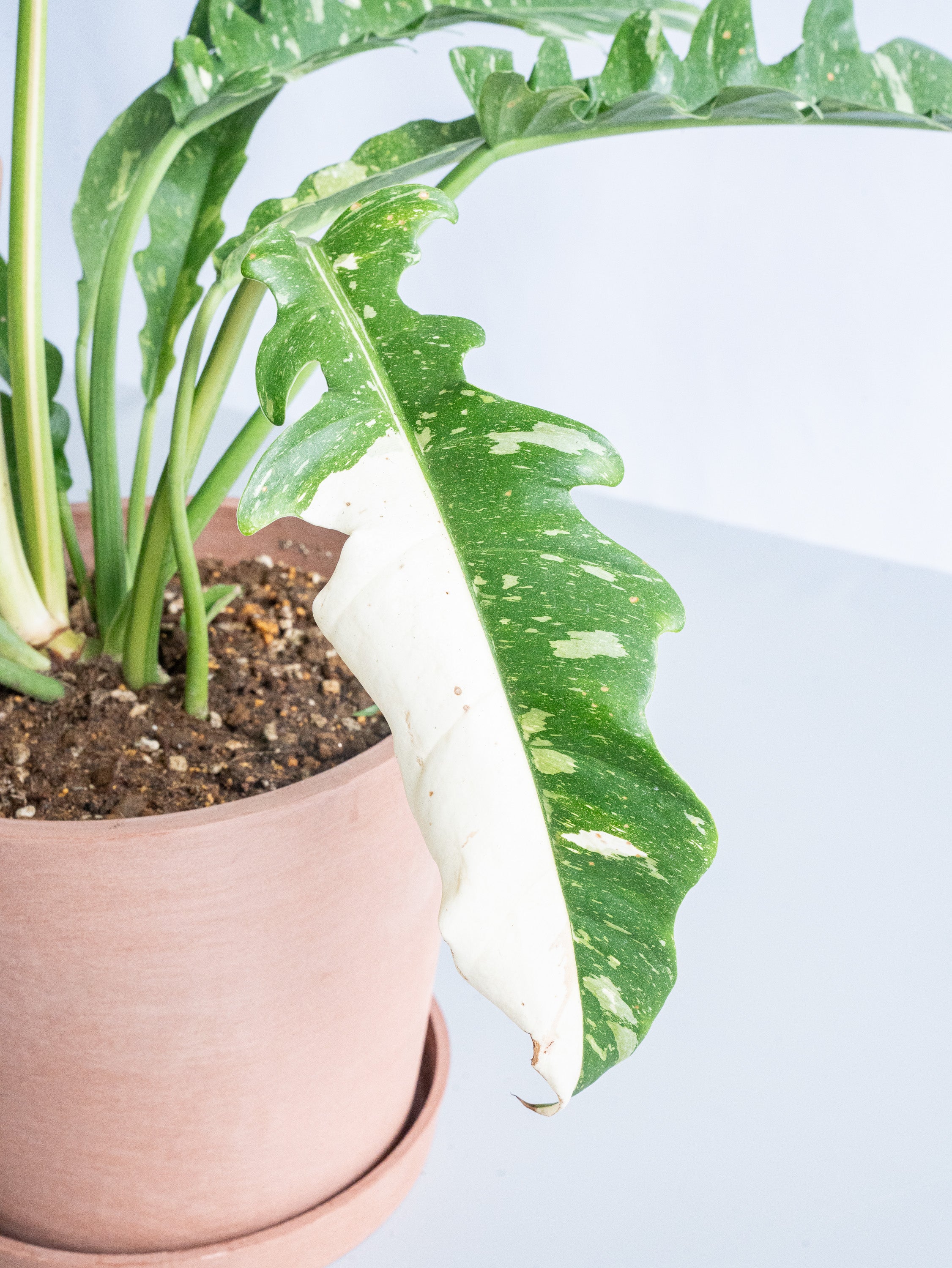 【一点もの】フィロデンドロン・リングオブファイヤー S #7