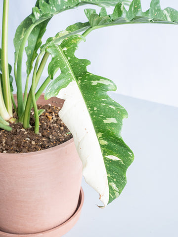 【一点もの】フィロデンドロン・リングオブファイヤー S #7