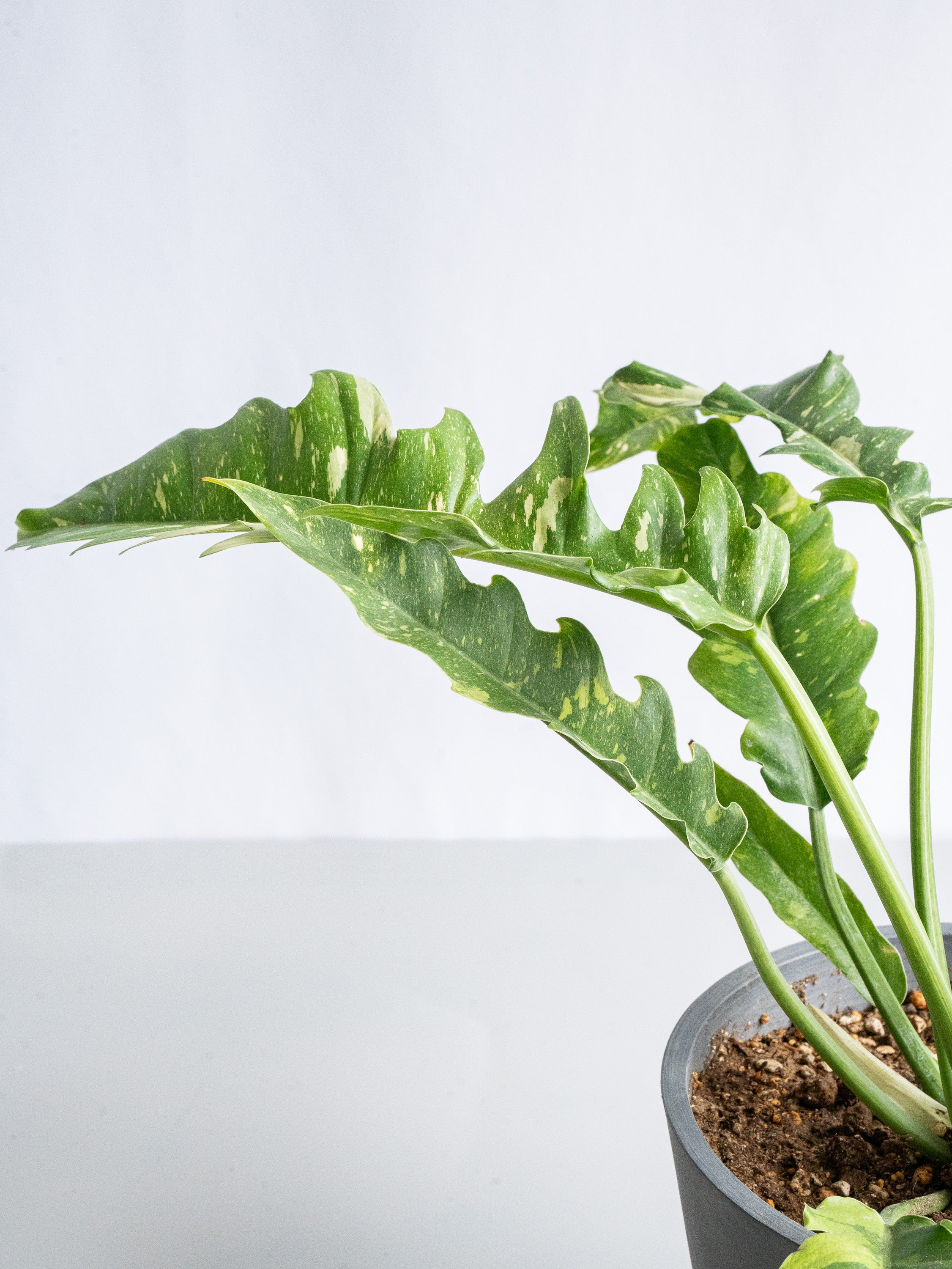 【一点もの】フィロデンドロン・リングオブファイヤー S #6