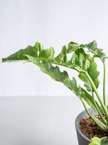 【一点もの】フィロデンドロン・リングオブファイヤー S #6