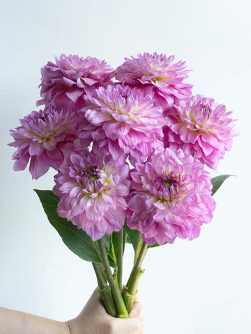 自宅で楽しむ花 - ダリア エタニティピーチ 7本 -