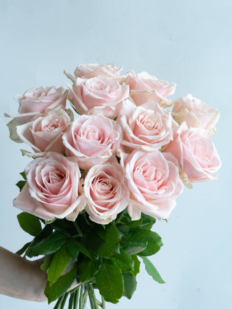 のいばらページです。 Amazon.co.jp: コラボ de ハジベスト。(通常盤): ミュージック