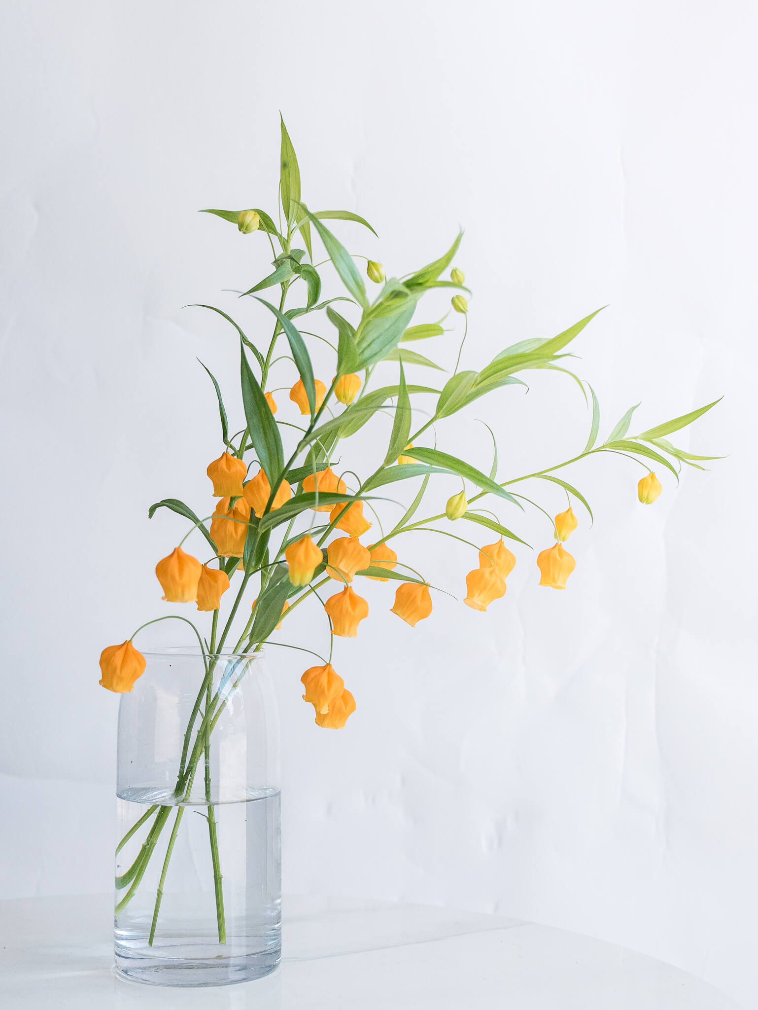 自宅で楽しむ花 - サンダーソニア 5本 -