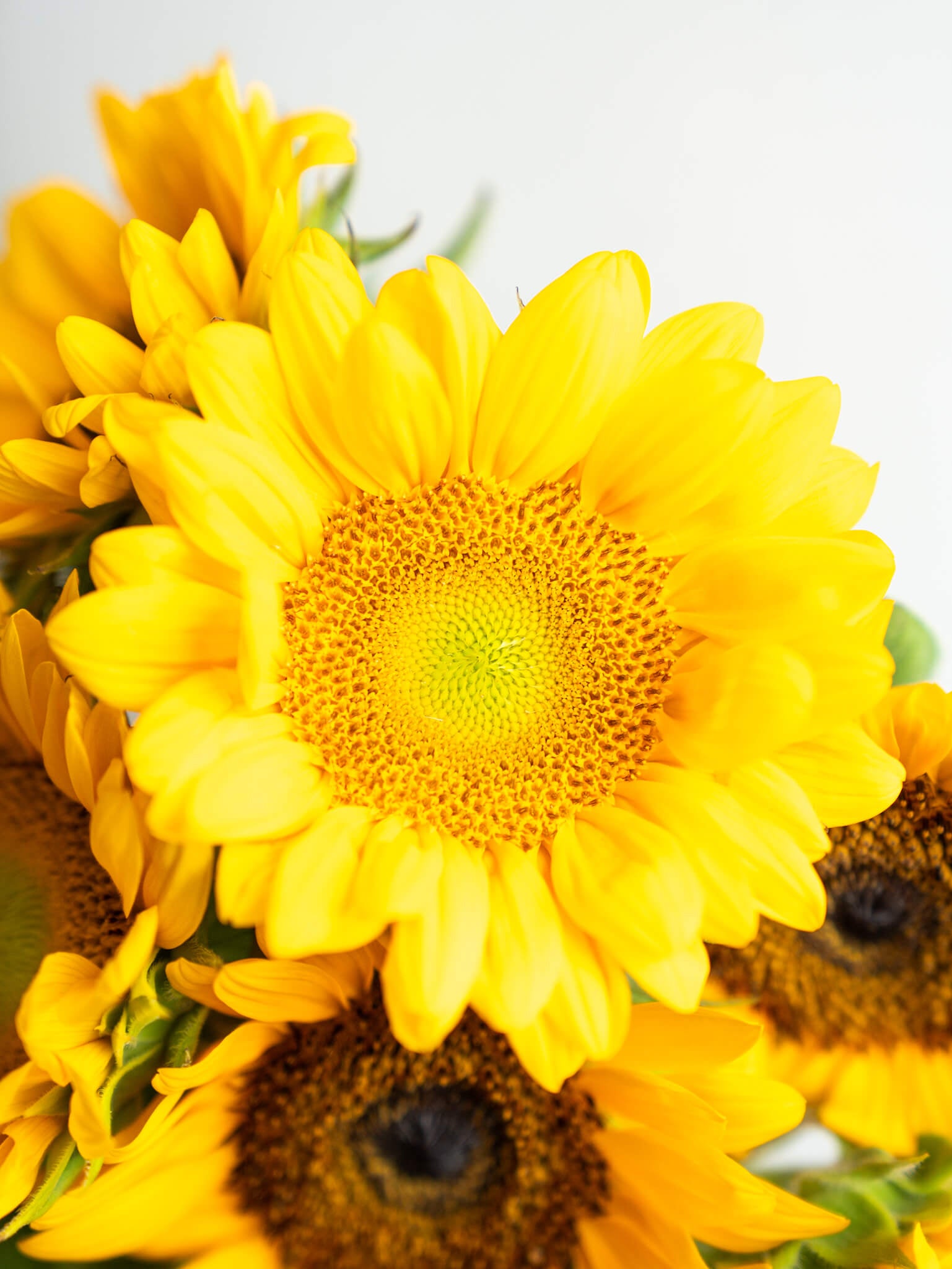 ひまわり summer_sunflower_002_001_1200x
