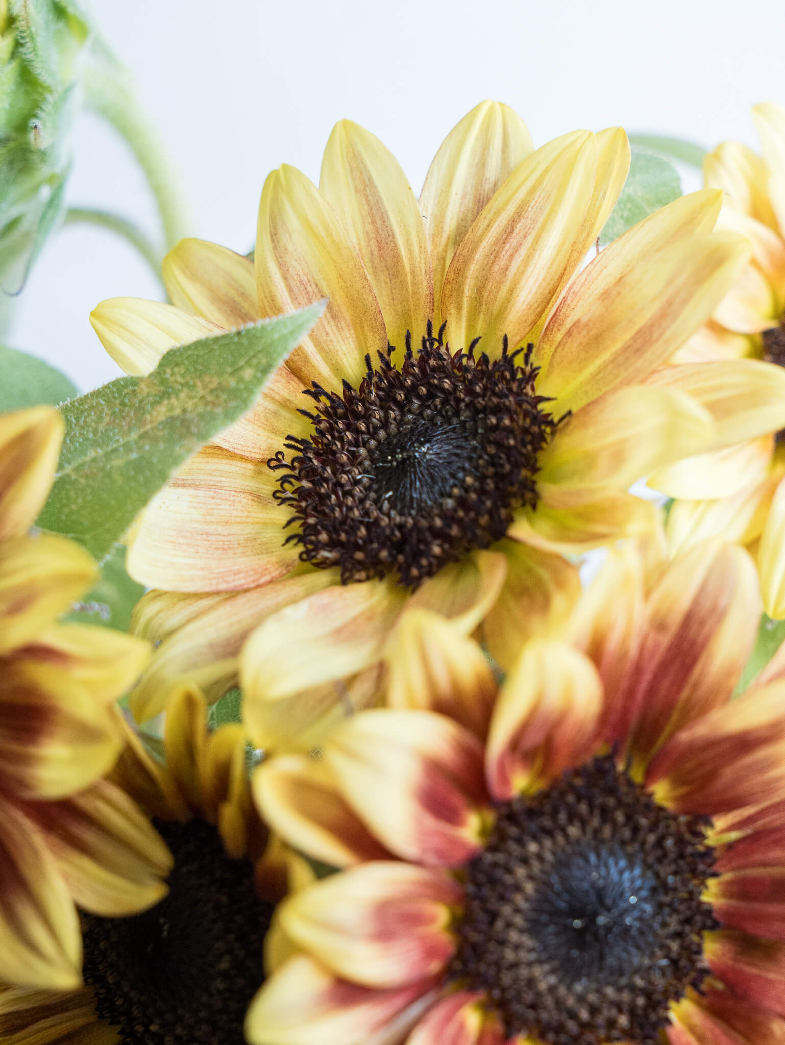 ひまわりのガーランド【ひまわり＊サンリッチオレンジ】ドライフラワー ひまわりのガーランド【ひまわり＊サンリッチオレンジ】ドライフラワー