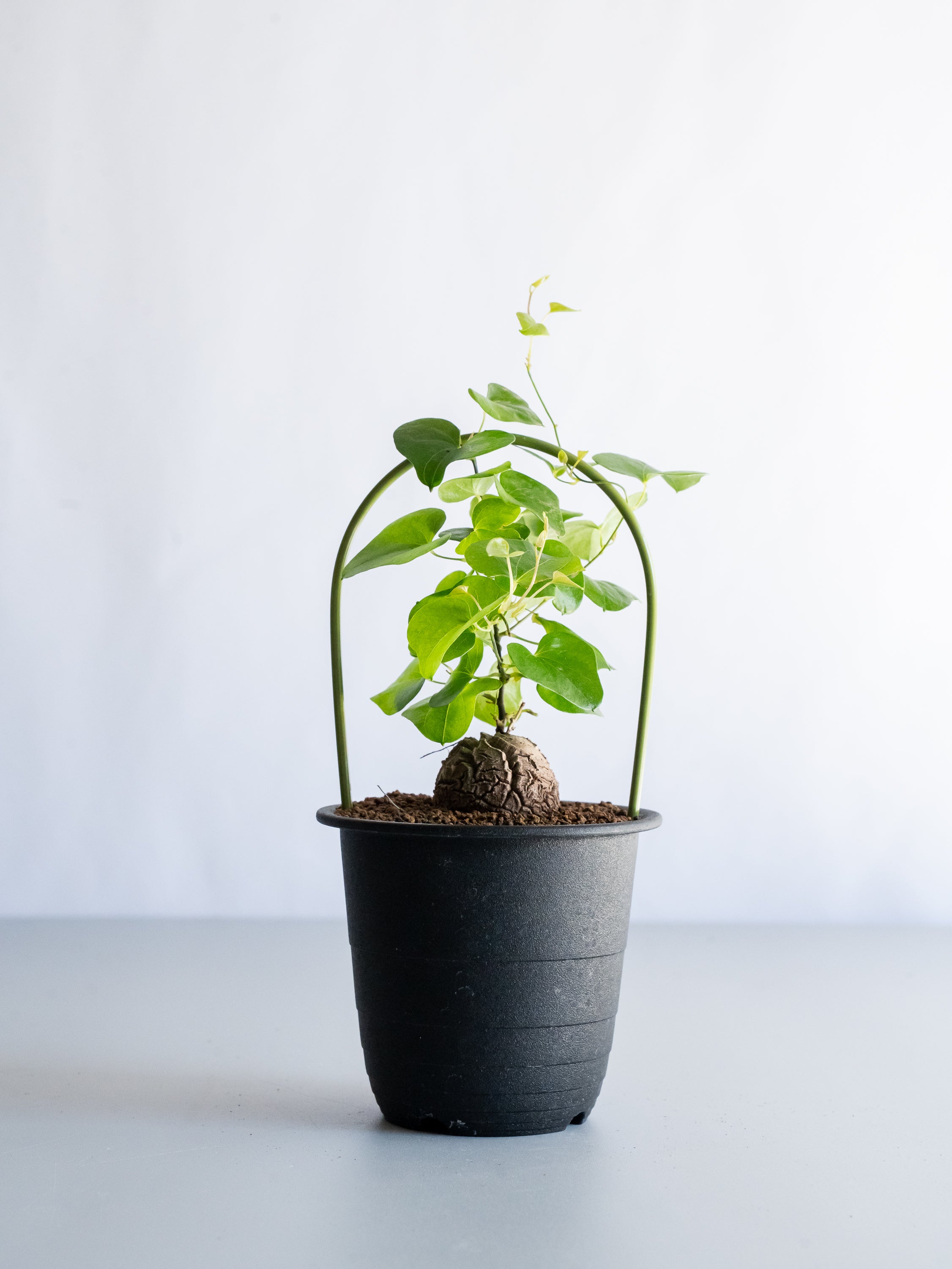 【一点もの】亀甲竜 Table-M #10