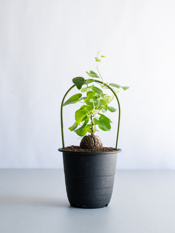 【一点もの】亀甲竜 Table-M #10