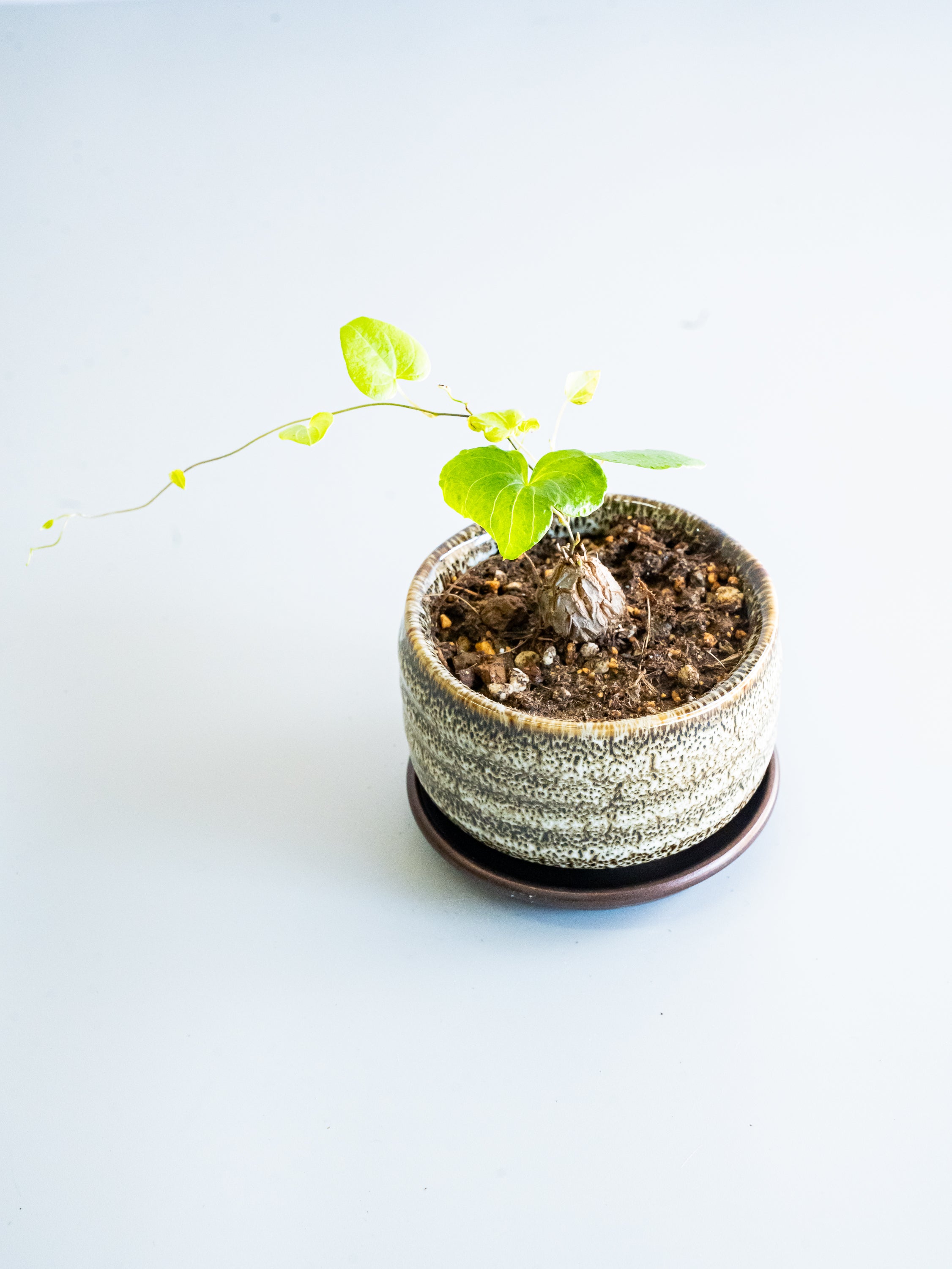 【一点もの】亀甲竜 Table-S #1