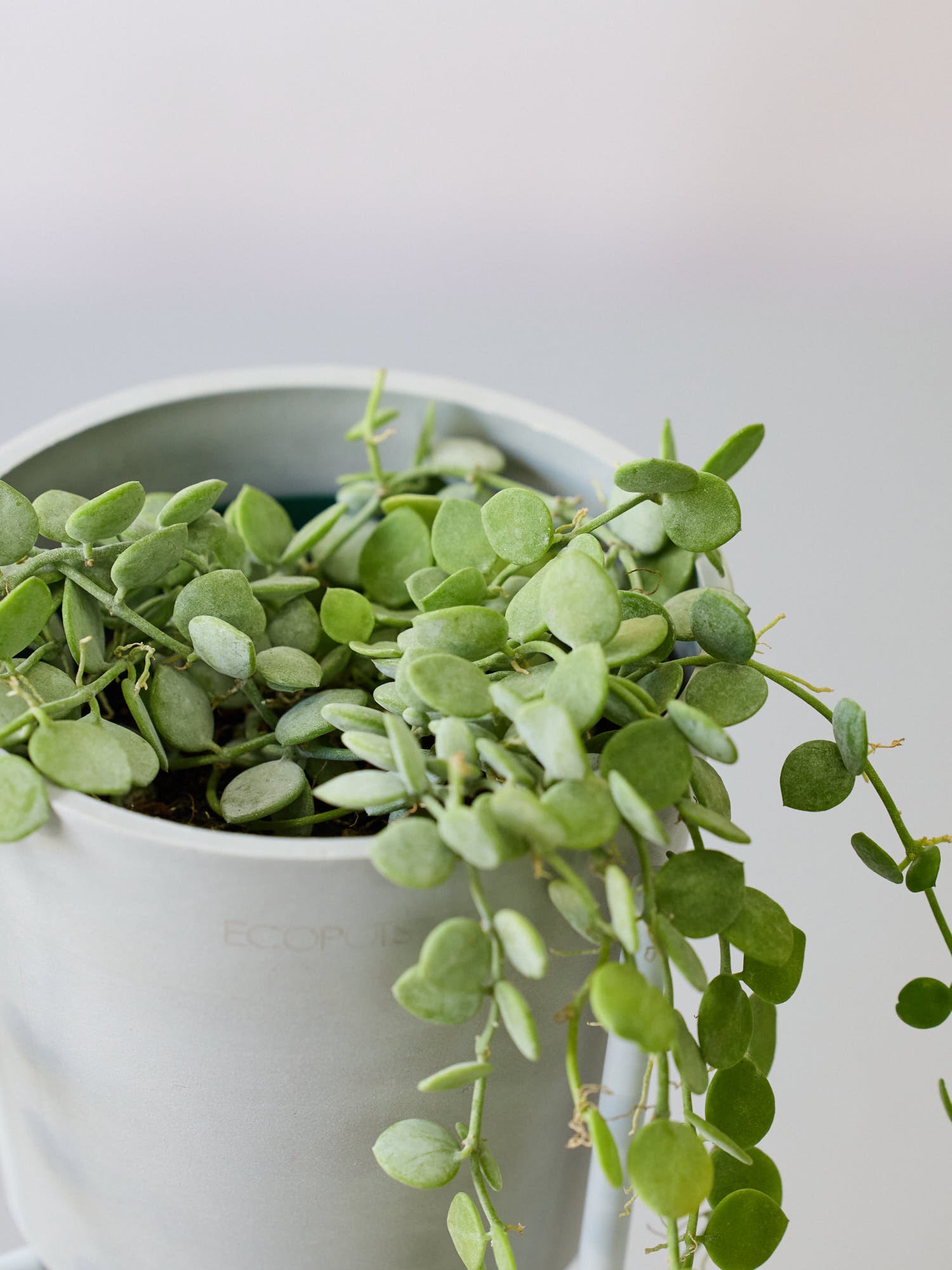 観葉植物 ディスキディア ヌンムラリア ヌン活三者三葉 