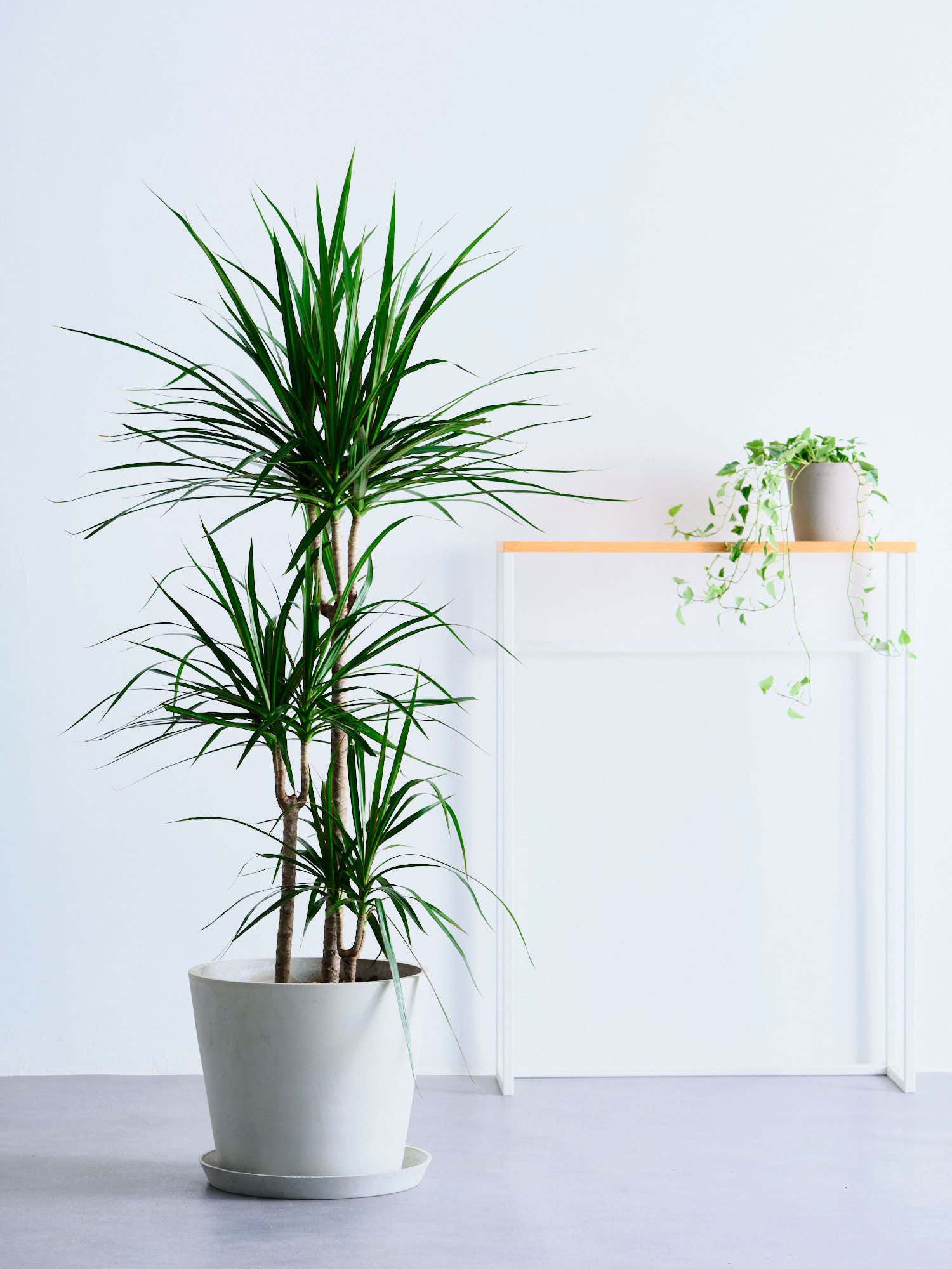ドラセナ・コンシンネ L | 観葉植物の通販 AND PLANTS (アンドプランツ)