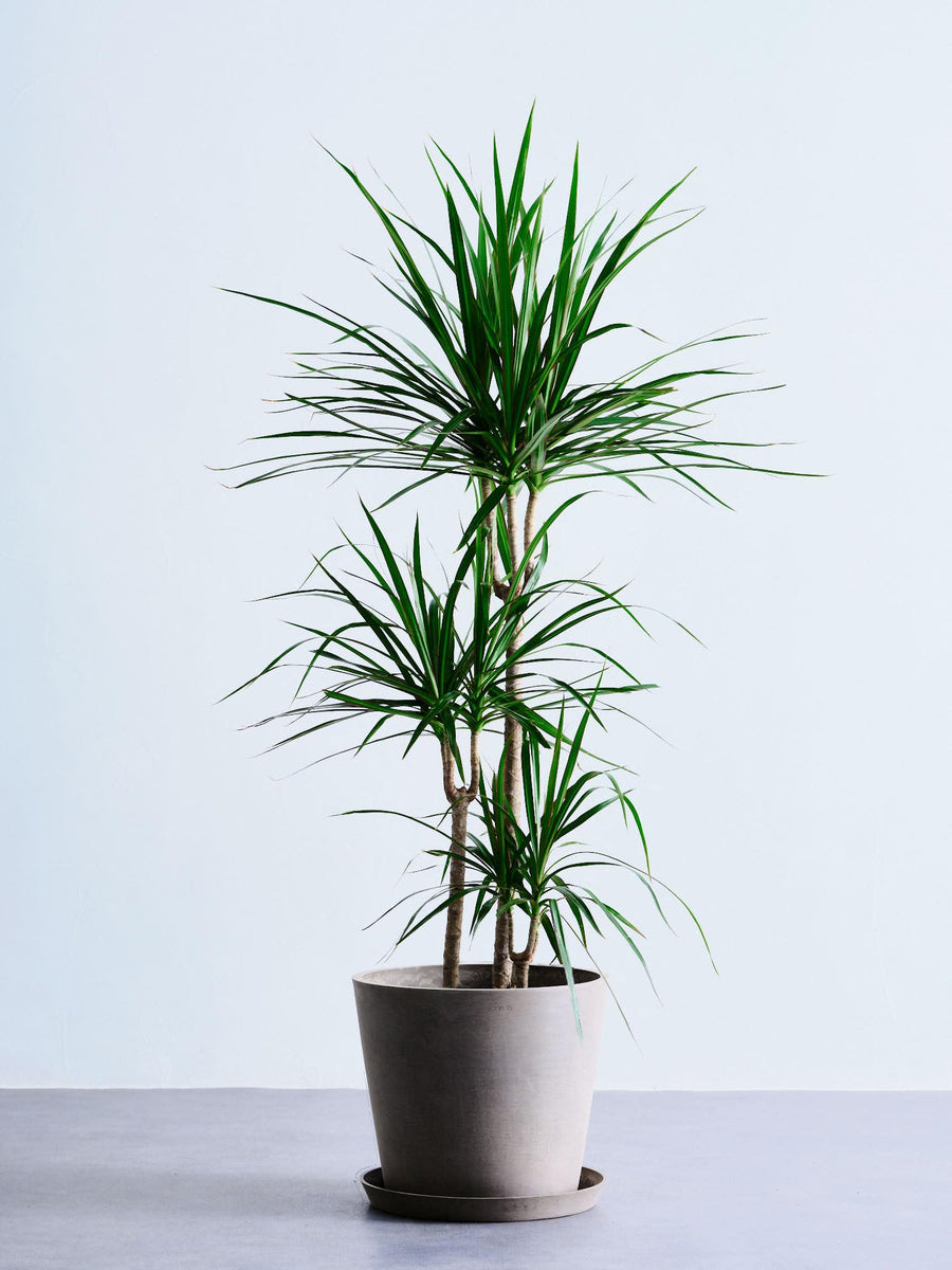ドラセナ・コンシンネ 10号 | 観葉植物の通販 AND PLANTS (アンドプランツ)