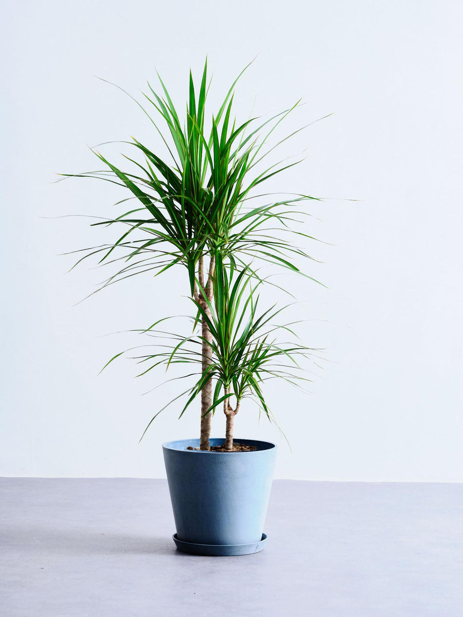 ドラセナ・コンシンネ 8号 | 観葉植物の通販 AND PLANTS (アンドプランツ)