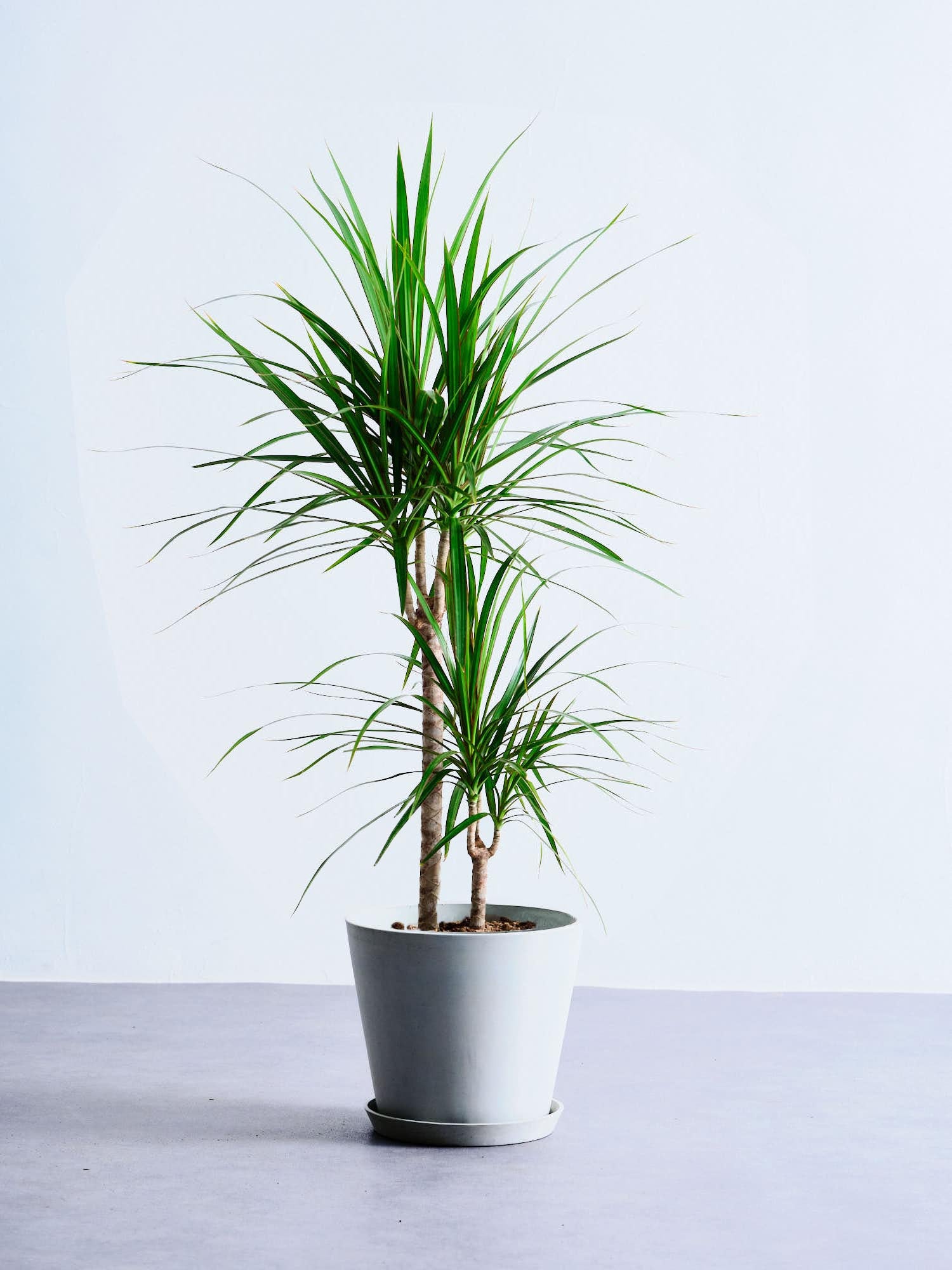 ドラセナ・コンシンネ M | 観葉植物の通販 AND PLANTS (アンドプランツ)