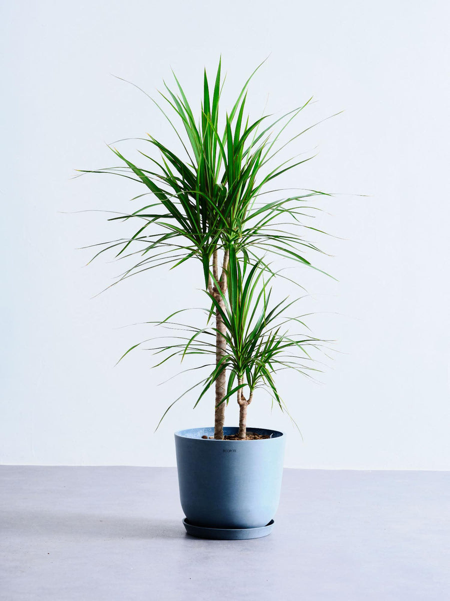 ドラセナ・コンシンネ | 観葉植物の通販 AND PLANTS (アンドプランツ)