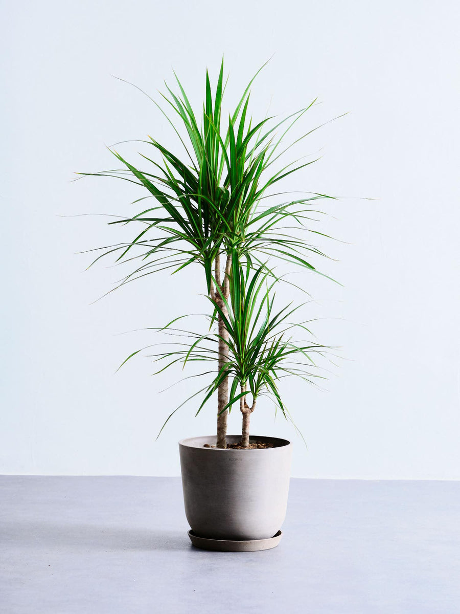 ドラセナ（幸福の木） | 観葉植物の通販 AND PLANTS (アンドプランツ)