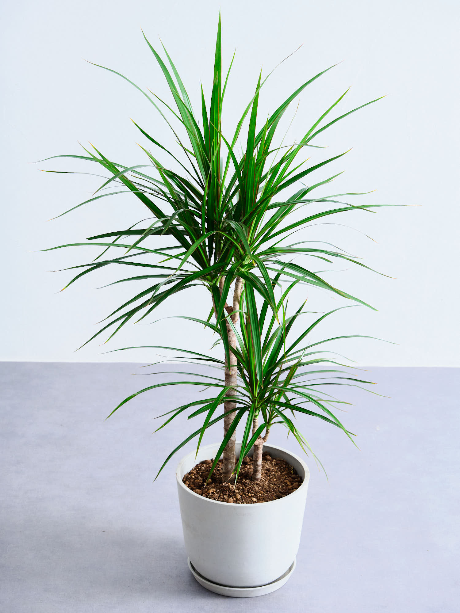 ドラセナ・コンシンネ M | 観葉植物の通販 AND PLANTS (アンドプランツ)