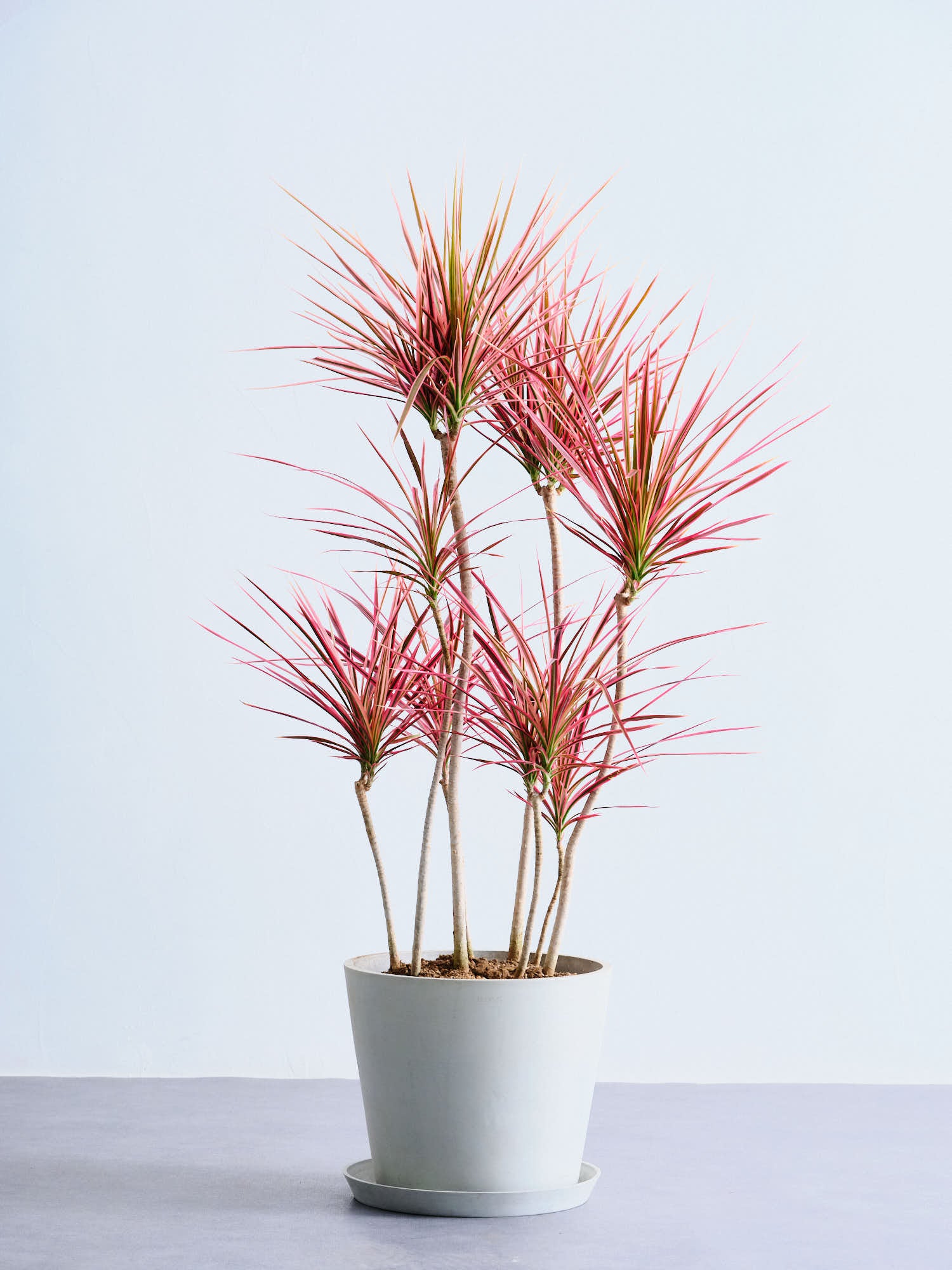 ドラセナ・コンシンネ・スカーレットアイビス L | 観葉植物の通販 AND